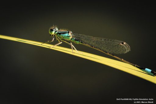 Libelle im Stadtpark